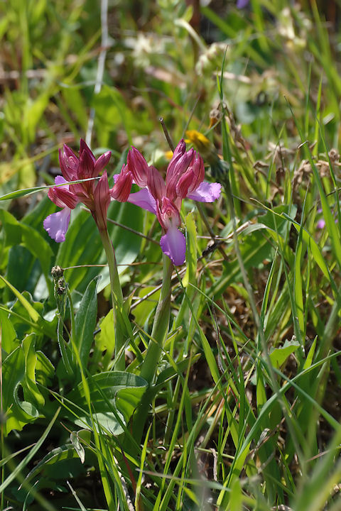 Orchis papilionacea e O. pap. var. grandiflora